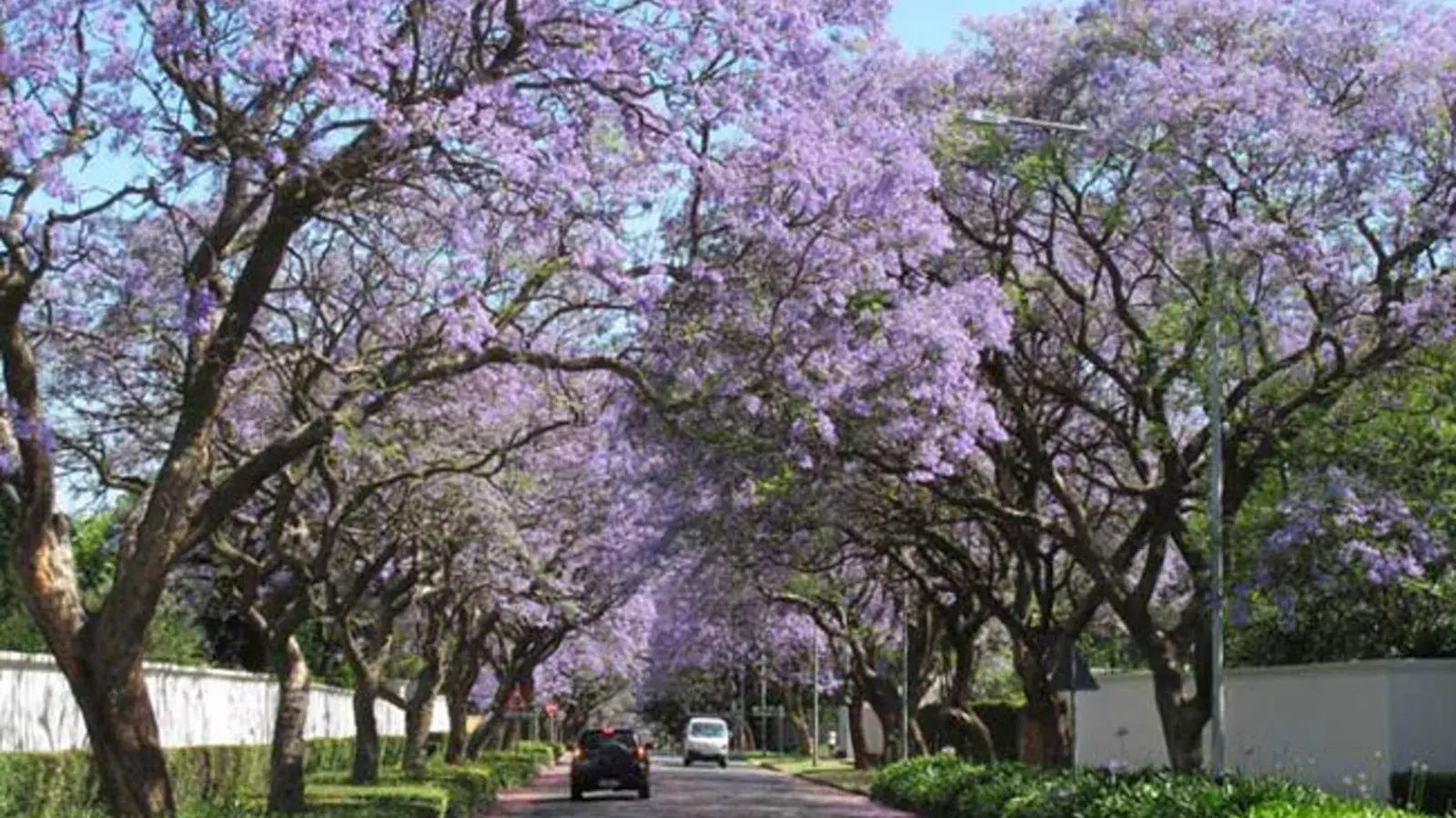 Saxonwold, Gauteng